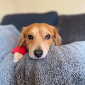 Meet your Posher, Diana